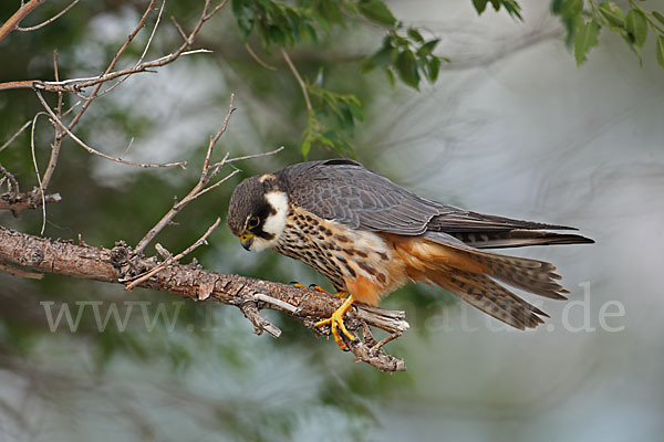 Baumfalke (Falco subbuteo)