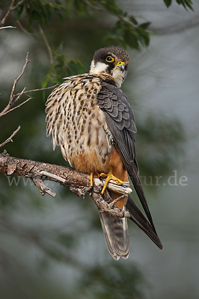 Baumfalke (Falco subbuteo)