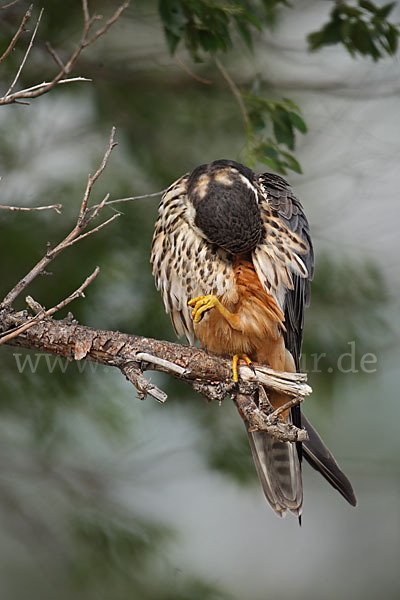 Baumfalke (Falco subbuteo)