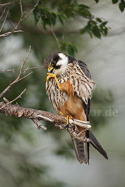 Baumfalke (Falco subbuteo)