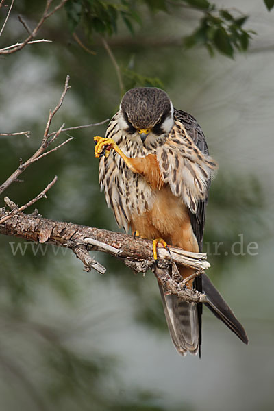 Baumfalke (Falco subbuteo)