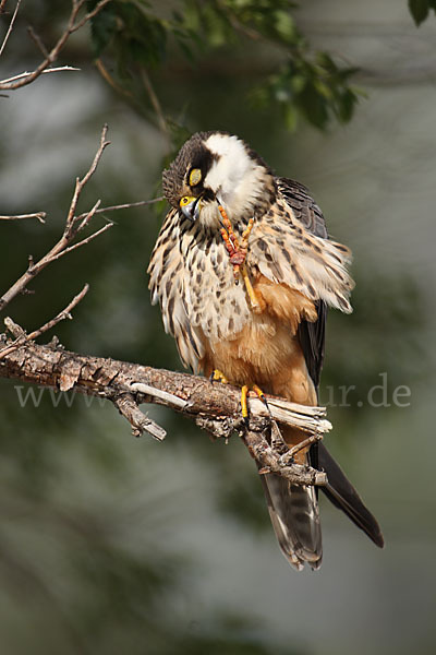 Baumfalke (Falco subbuteo)