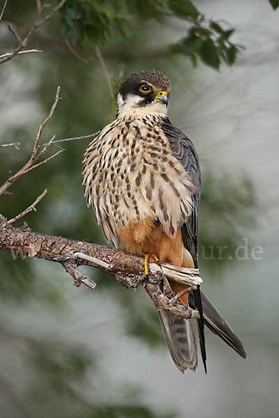 Baumfalke (Falco subbuteo)