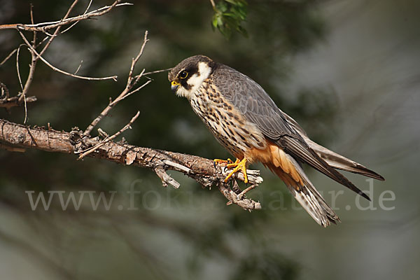 Baumfalke (Falco subbuteo)