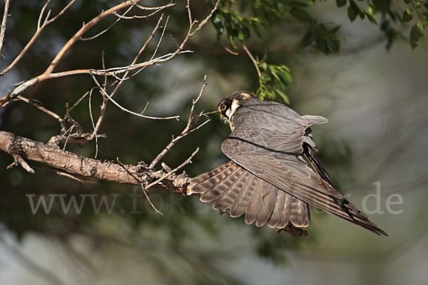 Baumfalke (Falco subbuteo)