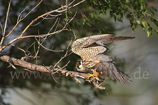 Baumfalke (Falco subbuteo)