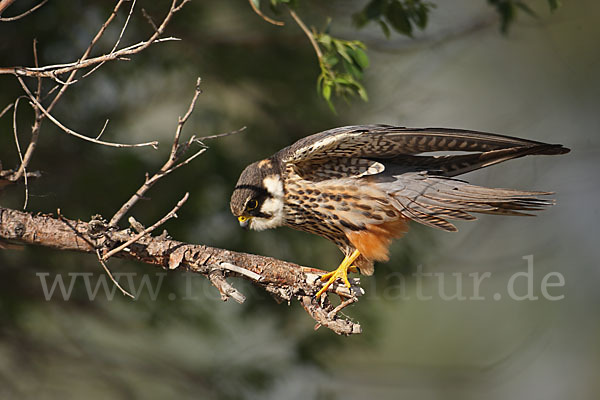 Baumfalke (Falco subbuteo)