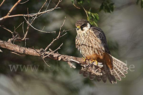 Baumfalke (Falco subbuteo)