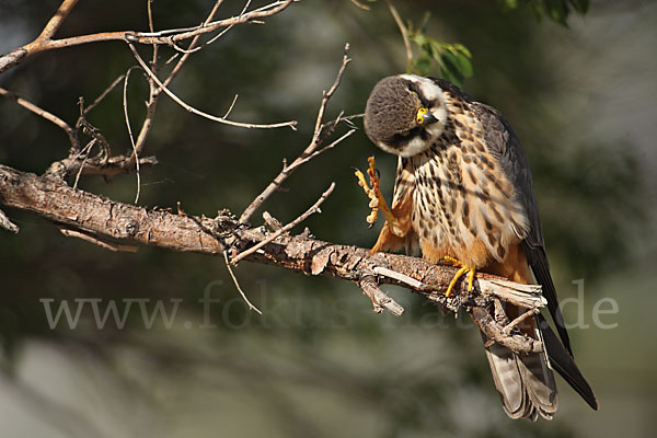 Baumfalke (Falco subbuteo)