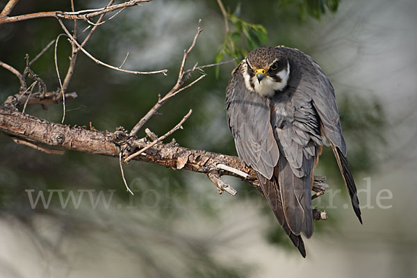 Baumfalke (Falco subbuteo)