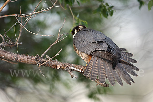 Baumfalke (Falco subbuteo)