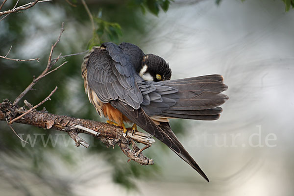 Baumfalke (Falco subbuteo)