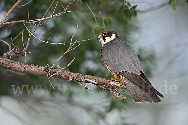 Baumfalke (Falco subbuteo)