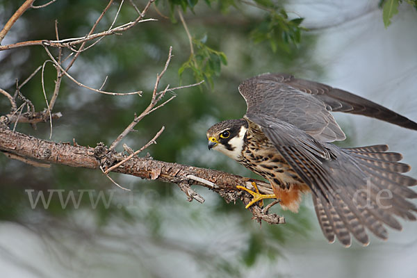 Baumfalke (Falco subbuteo)