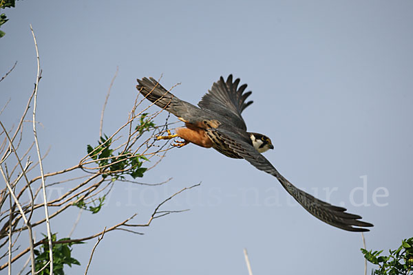 Baumfalke (Falco subbuteo)