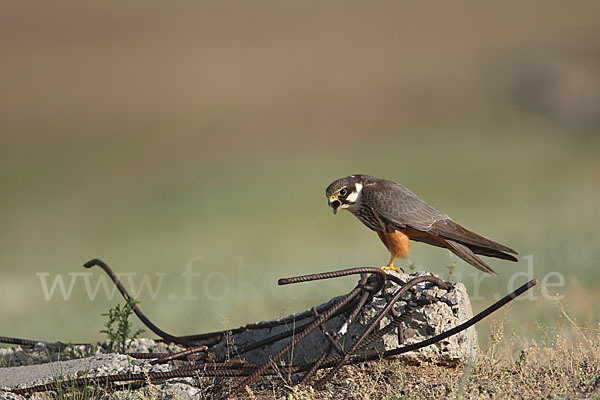 Baumfalke (Falco subbuteo)