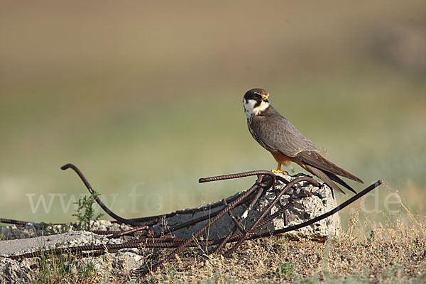 Baumfalke (Falco subbuteo)