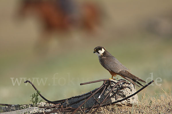 Baumfalke (Falco subbuteo)