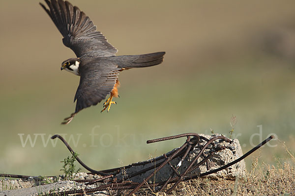 Baumfalke (Falco subbuteo)