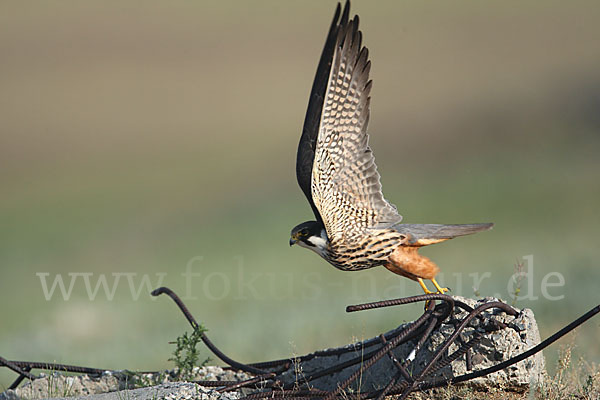 Baumfalke (Falco subbuteo)