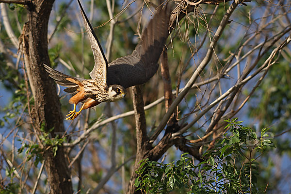 Baumfalke (Falco subbuteo)