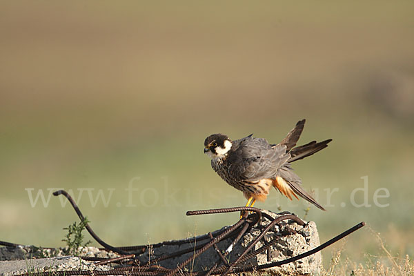 Baumfalke (Falco subbuteo)