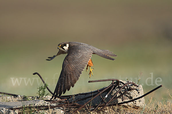 Baumfalke (Falco subbuteo)