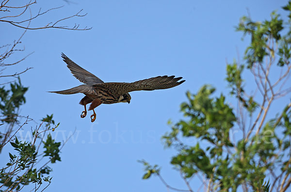 Baumfalke (Falco subbuteo)