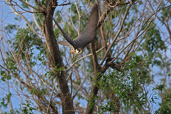 Baumfalke (Falco subbuteo)