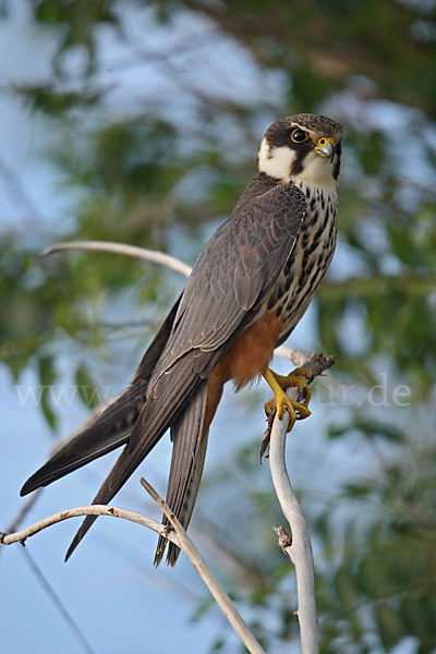 Baumfalke (Falco subbuteo)