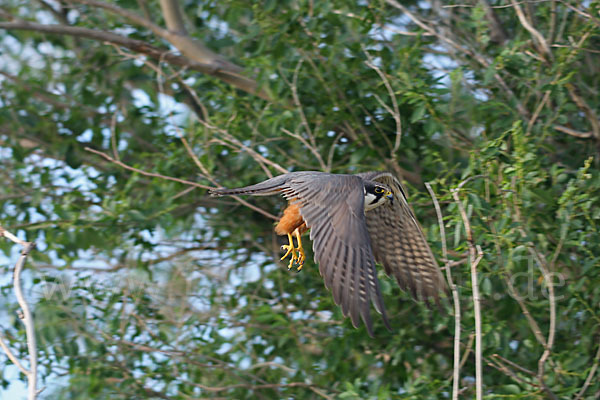 Baumfalke (Falco subbuteo)