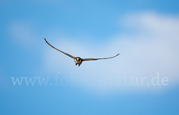 Baumfalke (Falco subbuteo)