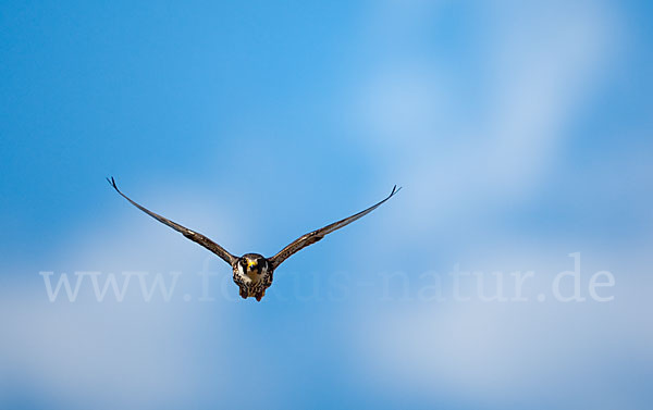 Baumfalke (Falco subbuteo)