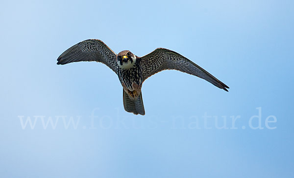 Baumfalke (Falco subbuteo)