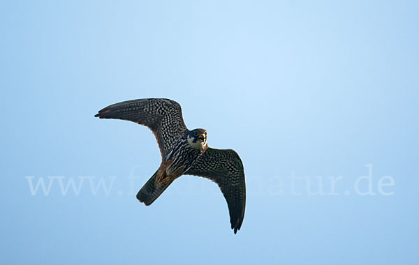 Baumfalke (Falco subbuteo)