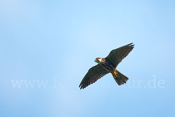 Baumfalke (Falco subbuteo)