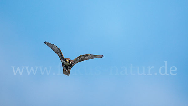 Baumfalke (Falco subbuteo)