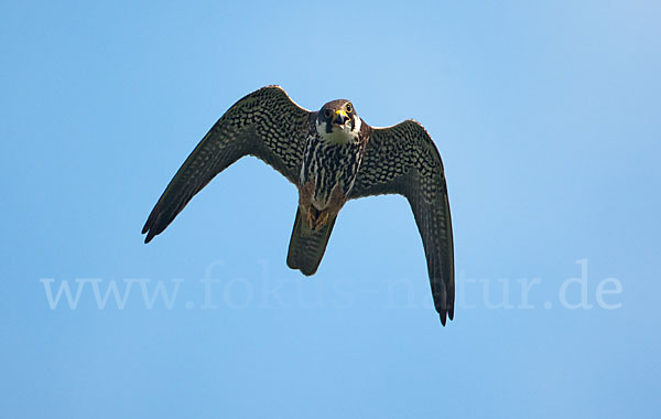 Baumfalke (Falco subbuteo)