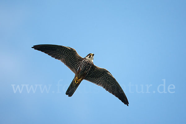 Baumfalke (Falco subbuteo)