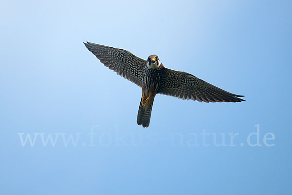 Baumfalke (Falco subbuteo)