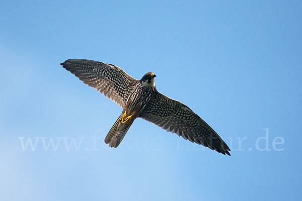 Baumfalke (Falco subbuteo)