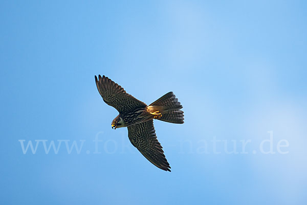 Baumfalke (Falco subbuteo)