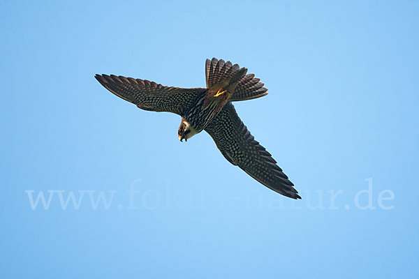 Baumfalke (Falco subbuteo)