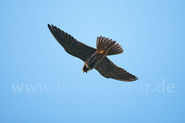 Baumfalke (Falco subbuteo)