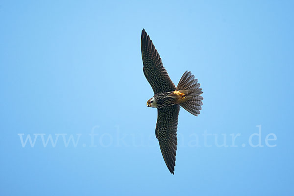 Baumfalke (Falco subbuteo)