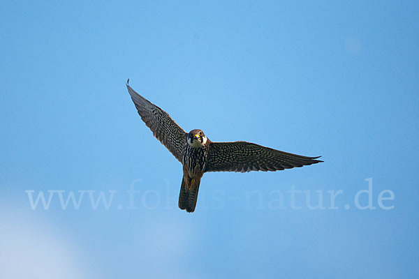 Baumfalke (Falco subbuteo)