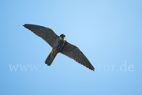 Baumfalke (Falco subbuteo)