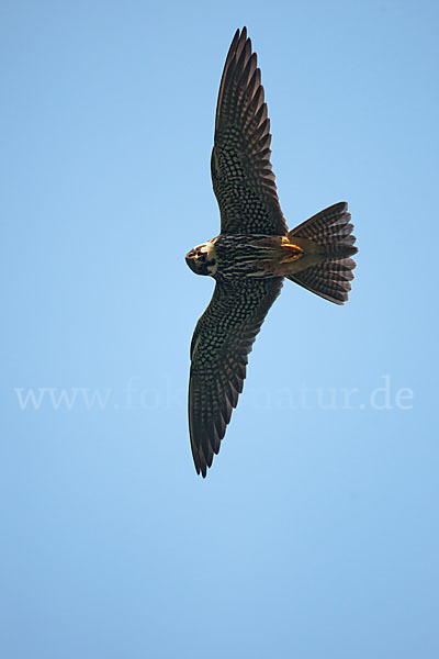 Baumfalke (Falco subbuteo)