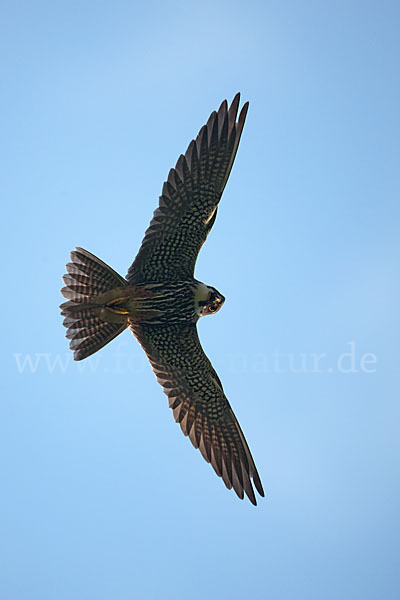 Baumfalke (Falco subbuteo)