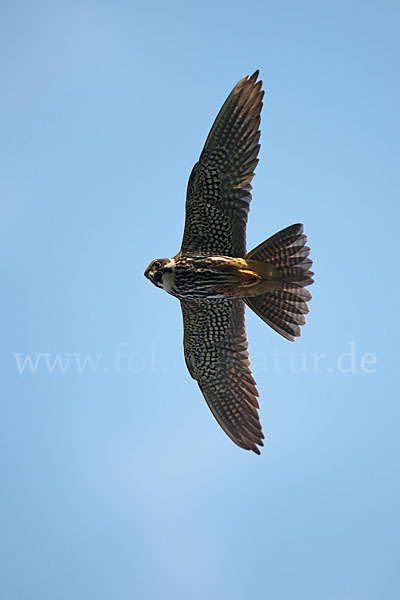 Baumfalke (Falco subbuteo)